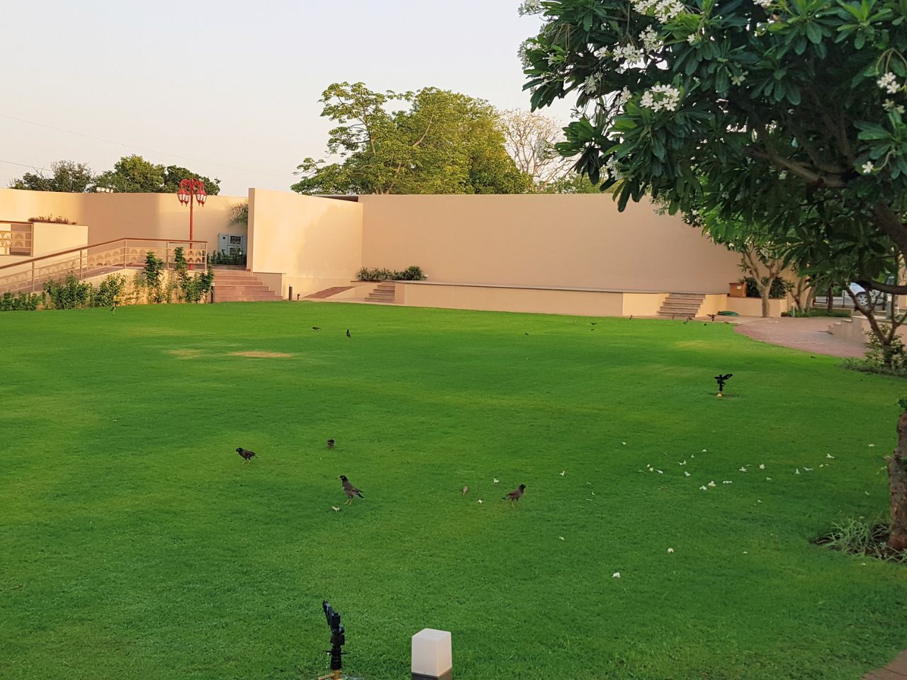 Garden lawn with frangipani tree at Vankamal Resort, Jaipur