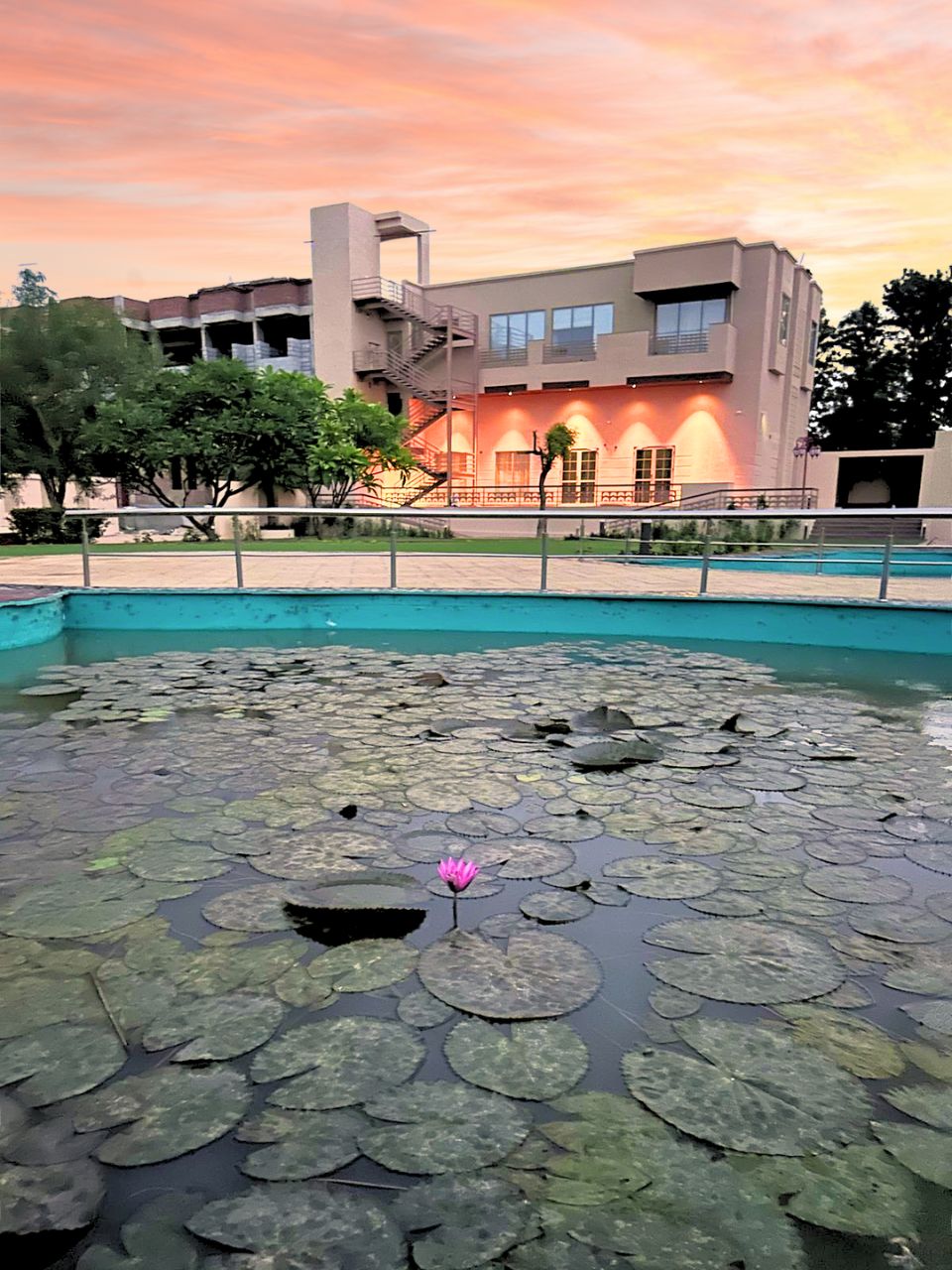 Close-up of lotus flower in the garden pond at Vankamal Resort, Jaipur